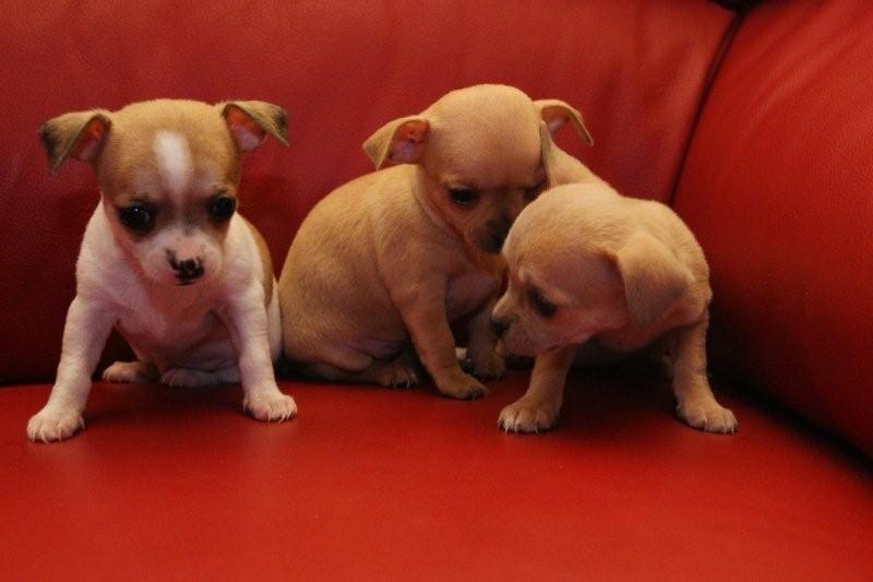 Chihuahua puppies for sale