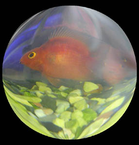 Buy Aquarium pet fish product and accessories 